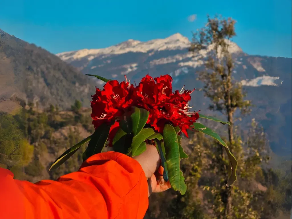 Chopta Tungnath Chandrashila Trek 15 Chopta Tungnath Chandrashila trek in Spring Rohdodendron Buransh season