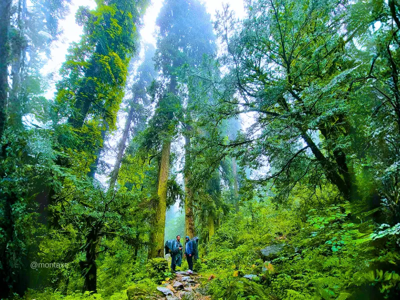 Uttarakhand Tourism named Gulabi Kantha ‘Trek Of The Year 2025-26’ 5 Gulabi Kantha forest trail